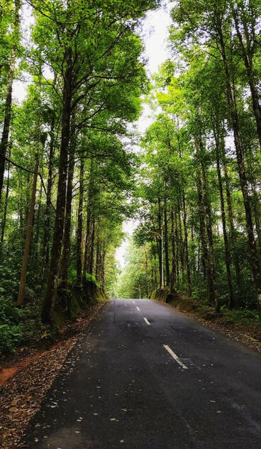 road in the middle forest