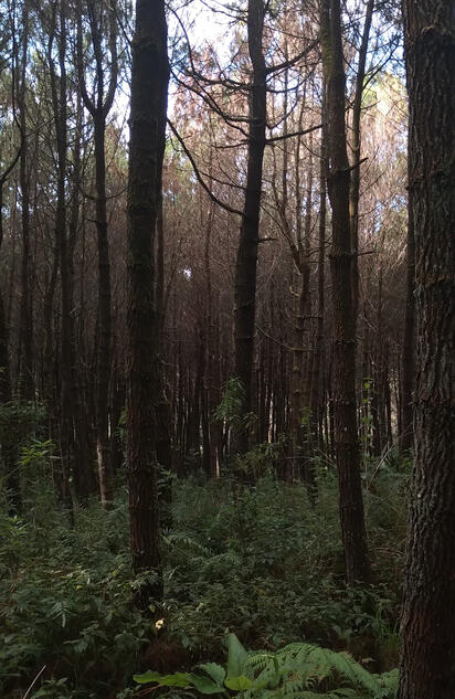 Forest Forest